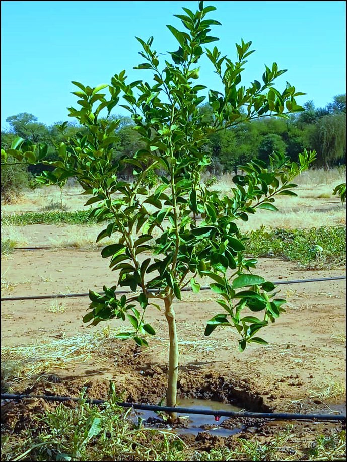 Photo du projet de reboisement à Koumbou et de puits à Fimbo, première image